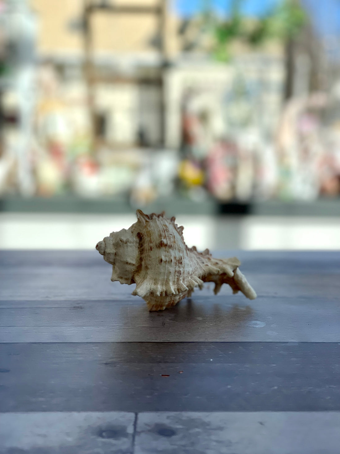 Murex Shell Decor