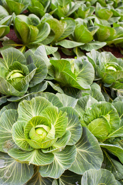 Cabbage, Copenhagen Early Seed Packet (Brassica oleracea var. capitata)